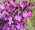 Сирень "Покахонтас" / Syringa hyacinthiflora "Pocahontas" — фото 3