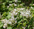 Сирень "Фредерик Лоу Ольмштедт" / Syringa vulgaris "Frederick Law Olmstedt" — фото 2