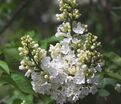 Сирень "Фредерик Лоу Ольмштедт" / Syringa vulgaris "Frederick Law Olmstedt" — фото 3