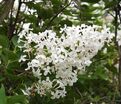 Сирень "Фредерик Лоу Ольмштедт" / Syringa vulgaris "Frederick Law Olmstedt" — фото 4