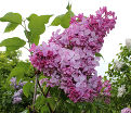 Сирень "Эстер Стали" / Syringa hyacinthiflora "Esther Staley" — фото 2