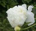 Пион травянистый Белый парус — фото 2