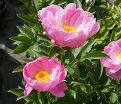 Пион травянистый Роял Роуз (Royal Rose) — фото 2
