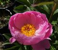 Пион травянистый Роял Роуз (Royal Rose) — фото 4
