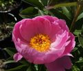 Пион травянистый Роял Роуз (Royal Rose) — фото 4