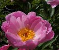 Пион травянистый Роял Роуз (Royal Rose) — фото 5