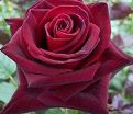 Роза Black Beauty (Блэк Бьюти) — фото 2