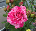 Роза Bright Rose (Брайт Роуз) — фото 2