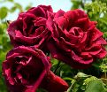 Роза Crimson glory (Кримсон глори) — фото 2