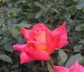 Роза Gallivarda (Галиварда) — фото 2