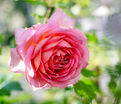 Роза Jubilee Celebration (Джубили Селебрейшн) — фото 5