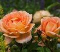 Роза Lady of Shalott (Леди оф Шалот) — фото 6