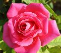 Роза Pink Peace (Пинк Пис) — фото 2