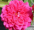 Роза Sophy’s Rose (Софис роуз) — фото 2