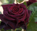 Роза Beauty (Бьюти) — фото 2
