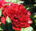 Пион травянистый Ред Чарм (Red Charm) — фото 15