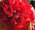 Пион травянистый Ред Чарм (Red Charm) — фото 27