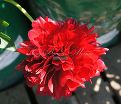 Пион травянистый Ред Грейс (Red Graice) — фото 15