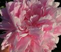 Пион травянистый Сара Бернар (Sarah Bernhardt) — фото 10
