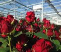Роза Red Naomi (Рэд Наоми)  — фото 3