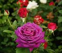 Роза Big Purple (Биг Пёрпл) — фото 3