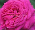 Роза Big Purple (Биг Пёрпл) — фото 8