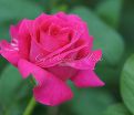 Роза Big Purple (Биг Пёрпл) — фото 9