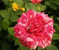 Роза Pink Intuition (Пинк Интуишн)  — фото 2