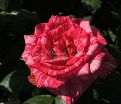 Роза Pink Intuition (Пинк Интуишн)  — фото 5