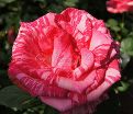 Роза Pink Intuition (Пинк Интуишн)  — фото 6