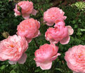 Роза The Alnwick Rose (Алнвик Роуз) — фото 10
