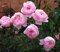 Роза The Alnwick Rose(Алнвик Роуз) — фото 11