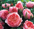 Роза The Alnwick Rose(Алнвик Роуз) — фото 12