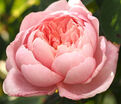 Роза The Alnwick Rose (Алнвик Роуз) — фото 13
