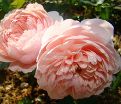 Роза The Alnwick Rose (Алнвик Роуз) — фото 2
