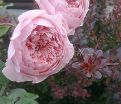 Роза The Alnwick Rose (Алнвик Роуз) — фото 3