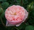 Роза The Alnwick Rose (Алнвик Роуз) — фото 4