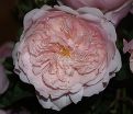 Роза The Alnwick Rose (Алнвик Роуз) — фото 5