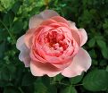 Роза The Alnwick Rose (Алнвик Роуз) — фото 6