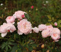 Роза The Alnwick Rose(Алнвик Роуз) — фото 9