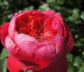 Роза Benjamin Britten (Бенджамин Бриттен) — фото 15