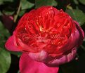 Роза Benjamin Britten (Бенджамин Бриттен) — фото 17