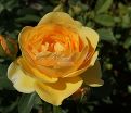 Роза Golden Celebration (Голден Селебрейшн) — фото 2