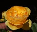 Роза Golden Celebration (Голден Селебрейшн) — фото 3