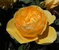 Роза Golden Celebration (Голден Селебрейшн) — фото 5