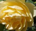 Роза Golden Celebration (Голден Селебрейшн) — фото 6