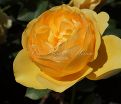 Роза Golden Celebration (Голден Селебрейшн) — фото 7