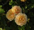 Роза Golden Celebration (Голден Селебрейшн) — фото 10
