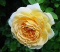 Роза Golden Celebration (Голден Селебрейшн) — фото 11