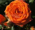 Роза Orange Symphonie (Оранж Симфони) — фото 4